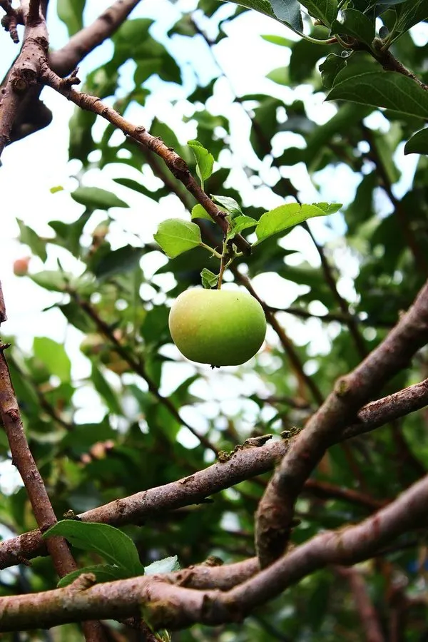 APEL MALANG / KG