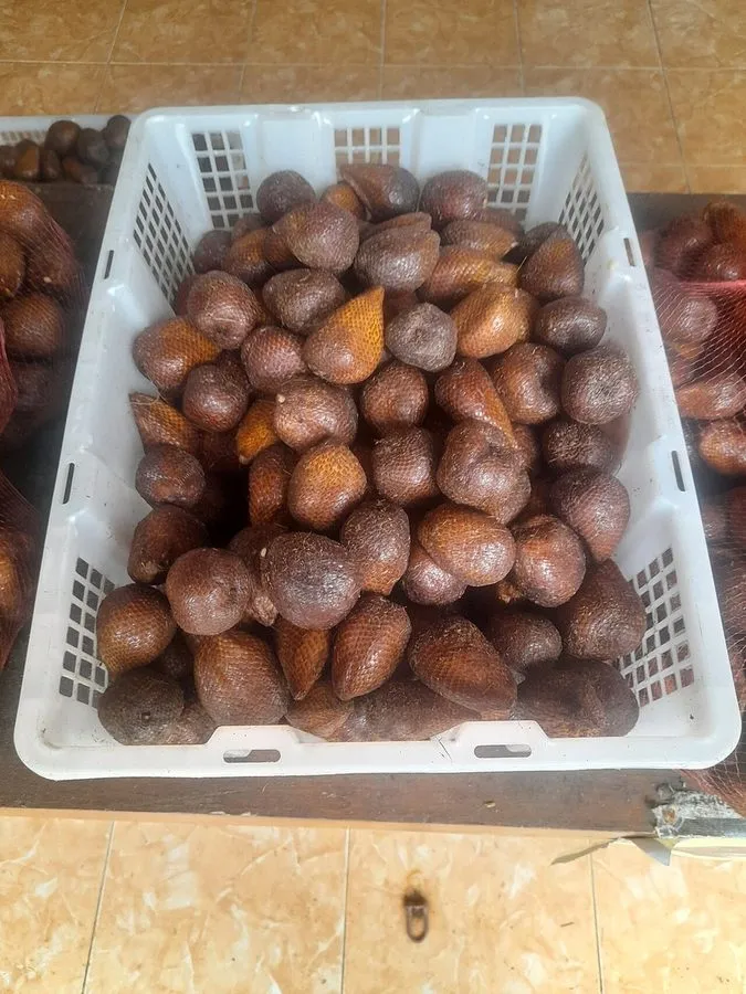 Salak Jawa